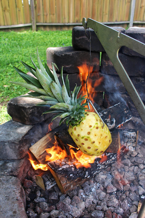 Pineapple roasting over an open fire