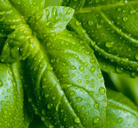 Close-up of green leaves with water droplets