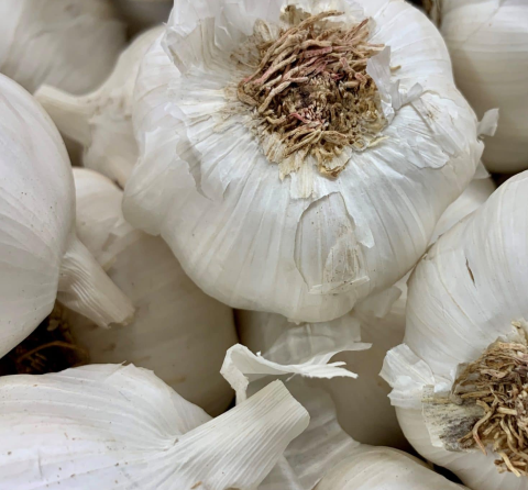 Close-up of a head of garlic surrounded by other garlic bulbs.