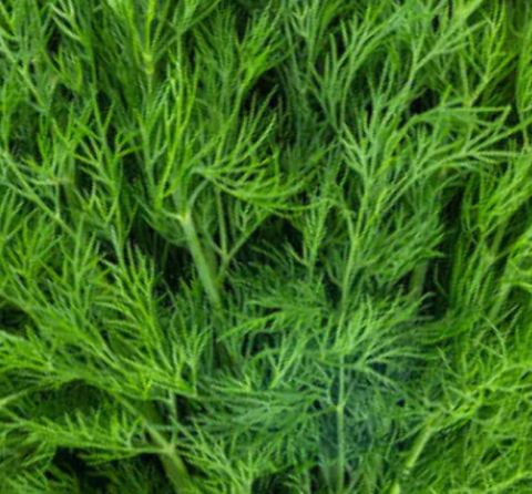 Close-up of green dill leaves