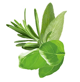 Close-up of green leaves on a white background