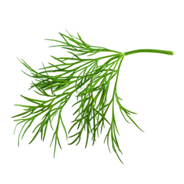 Green dill herb on a white background